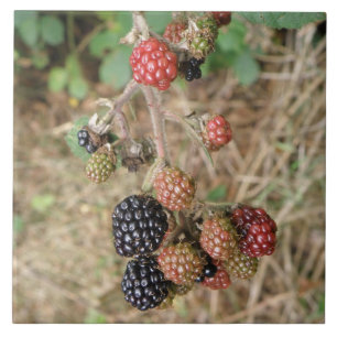 Azulejo Blackberry Bonanza