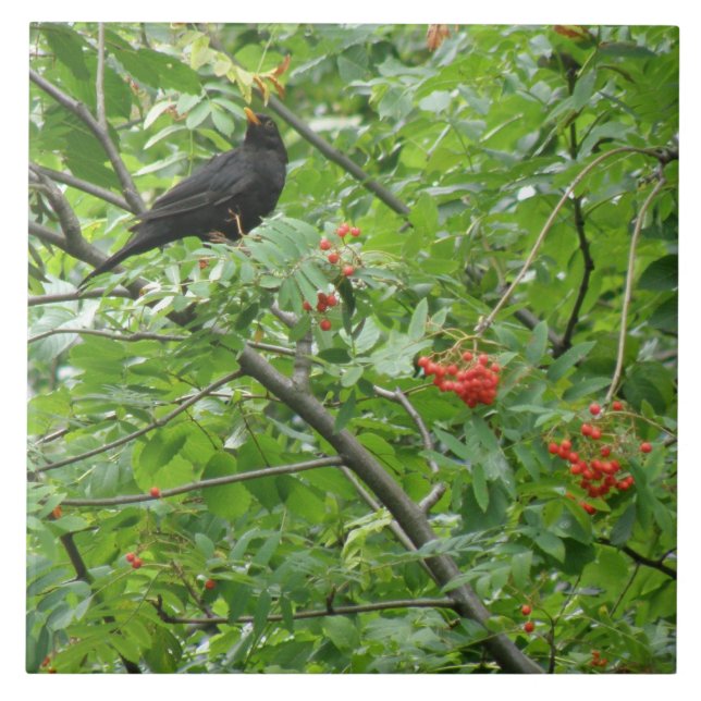 Azulejo Blackbird e Berries (Frente)