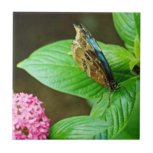 Azulejo Blue Morpho 143 (Frente)