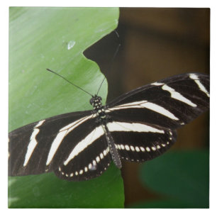 Azulejo bonito da borboleta de Longwing da zebra