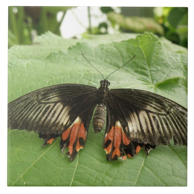 Azulejo bonito de Borboleta Preta Vermelha e Doura (Frente)