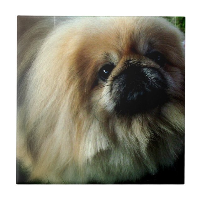 Azulejo bonito de Pekingese (Frente)