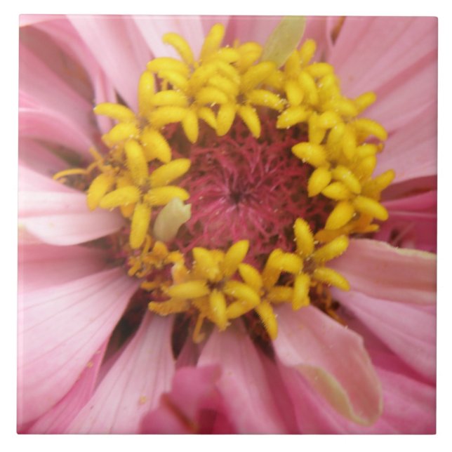 Azulejo bonito de Zinnia Rosa (Frente)