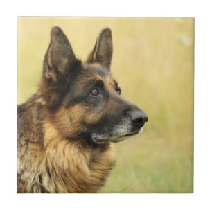 Azulejo bonito do german shepherd