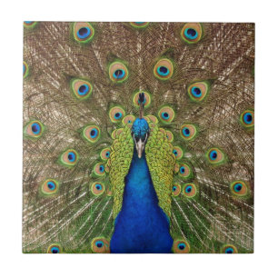 Azulejo bonito do pavão e do impressão das penas