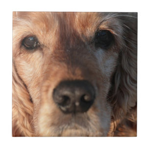 Azulejo bonito do Spaniel