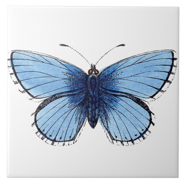 Azulejo - Borboleta Azul (Frente)