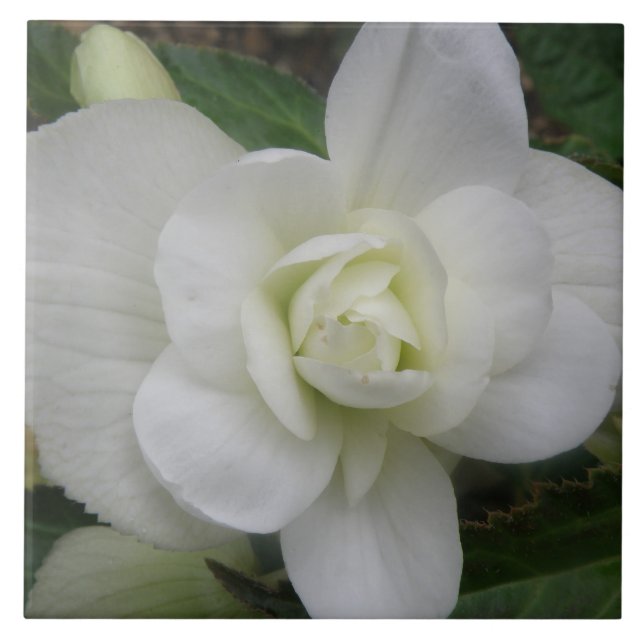 Azulejo branco bonito (Frente)