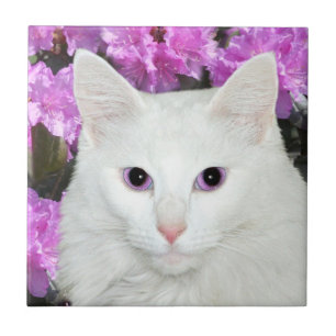 Azulejo branco da cara do gato
