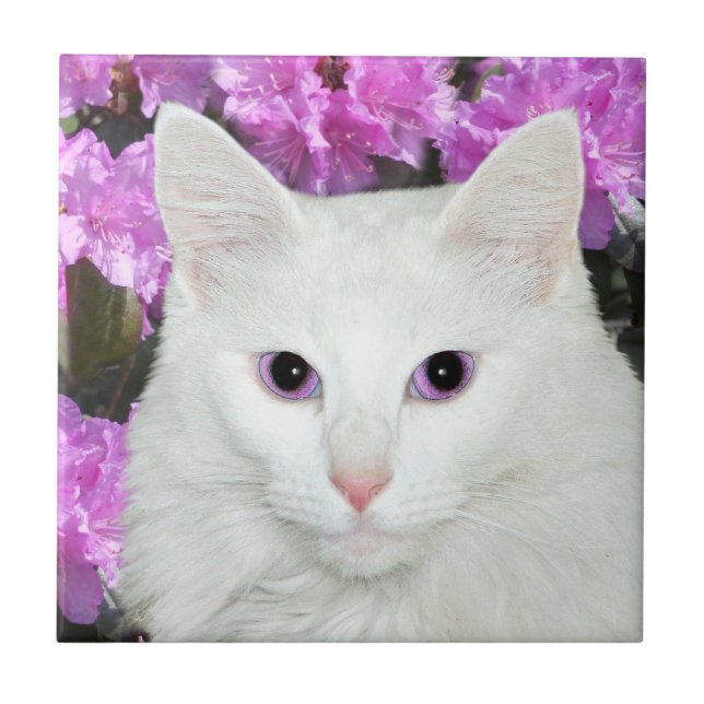 Azulejo branco da cara do gato (Frente)