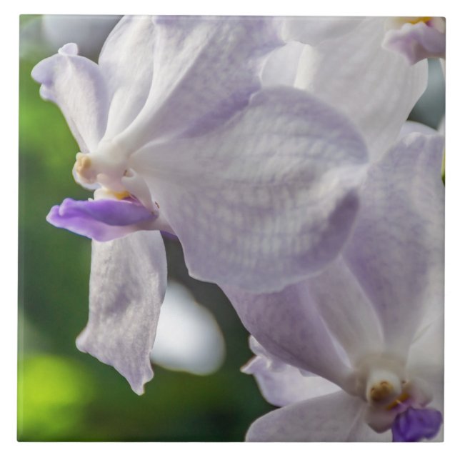 Azulejo branco das orquídeas (Frente)