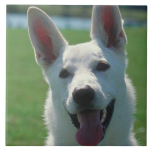 Azulejo branco do cão de german shepherd