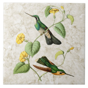 Azulejo branco do colibri da gema da montanha da