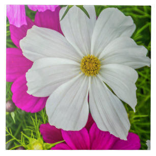 Azulejo branco e cor-de-rosa das flores