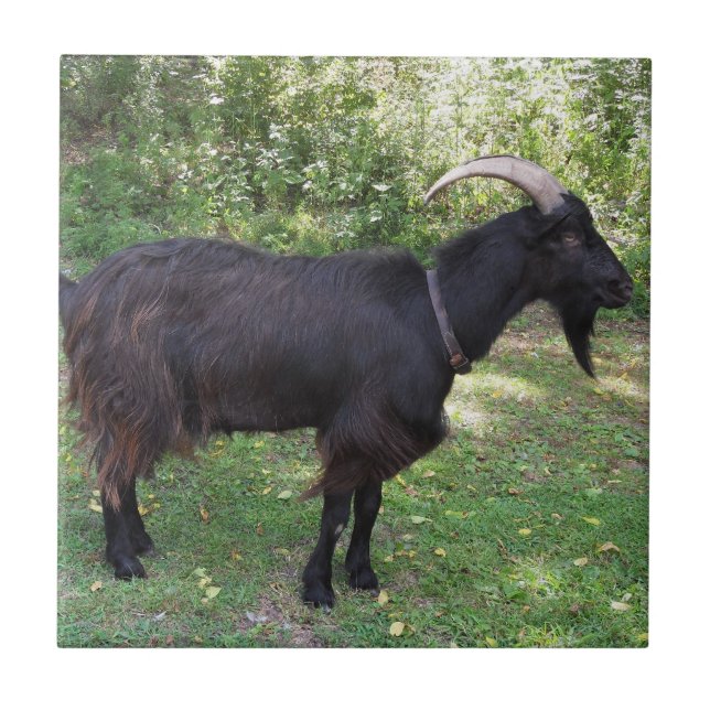 Azulejo Brown Goat (Frente)