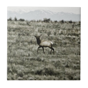 Azulejo Bull Elk P2800