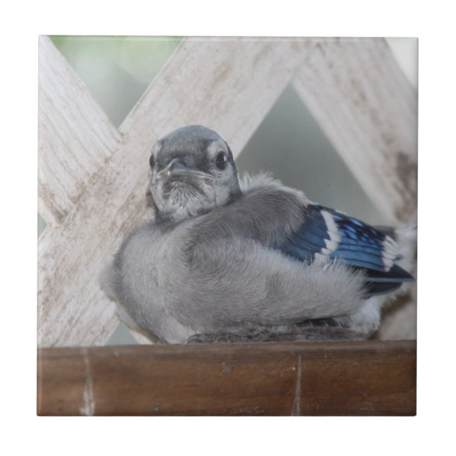 Azulejo Cerâmico Baby Blue Jay (Frente)