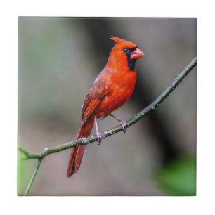 Azulejo cerâmico cardinal da foto