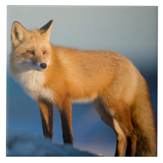 Azulejo Cerâmico Castanho Fox (Frente)