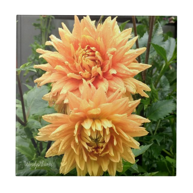 azulejo cerâmico com dálias laranja com gotas de c (Frente)