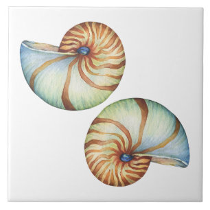 Azulejo cerâmico - Conchas marítimas