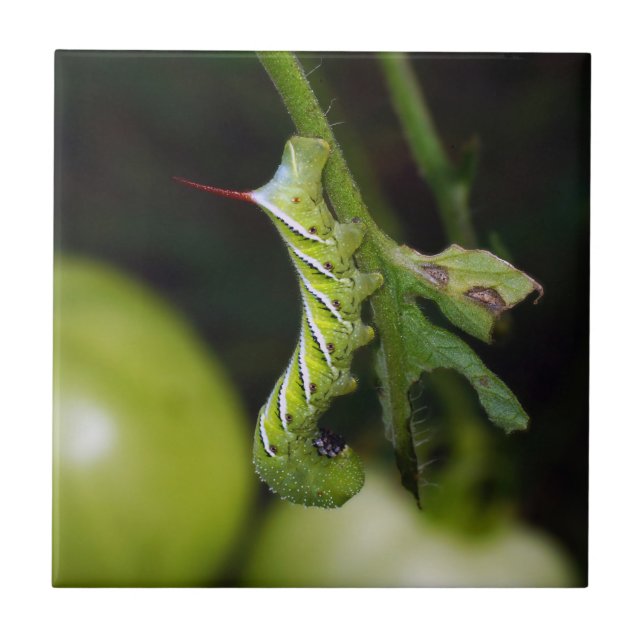 Azulejo cerâmico da foto de Hornworm Caterpillar (Frente)
