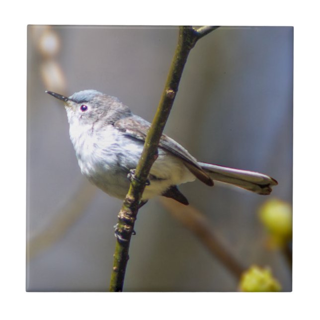 Azulejo cerâmico da foto do Gnatcatcher das (Frente)