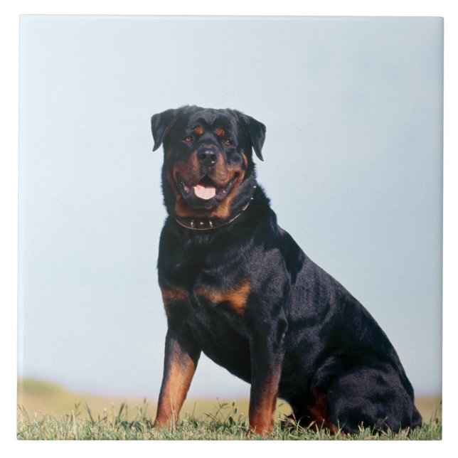 Azulejo cerâmico da foto do retrato de Rottweiler (Frente)