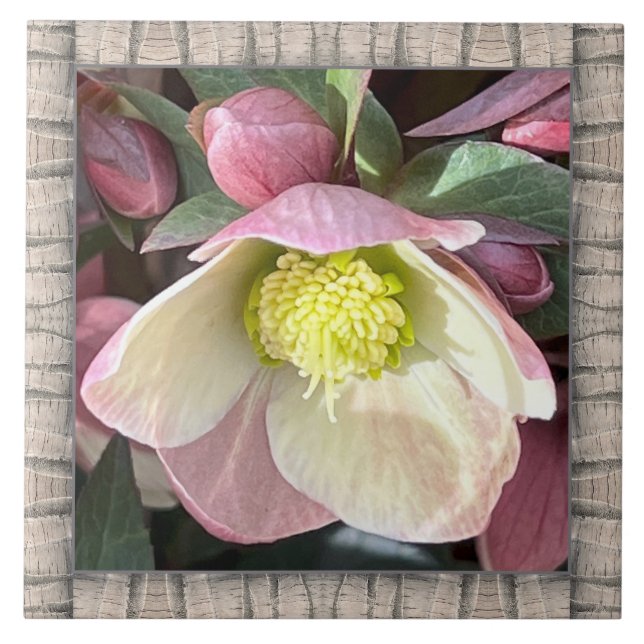azulejo cerâmico de 6" x 6" com adorável Hellebore (Frente)