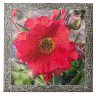 azulejo cerâmico de 6" x 6" com excelente Rosa ver