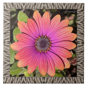 azulejo cerâmico de 6"x 6" com Gazania Brilhante