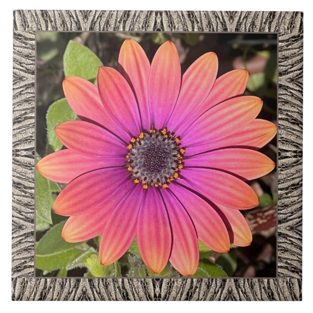 azulejo cerâmico de 6"x 6" com Gazania Brilhante (Frente)