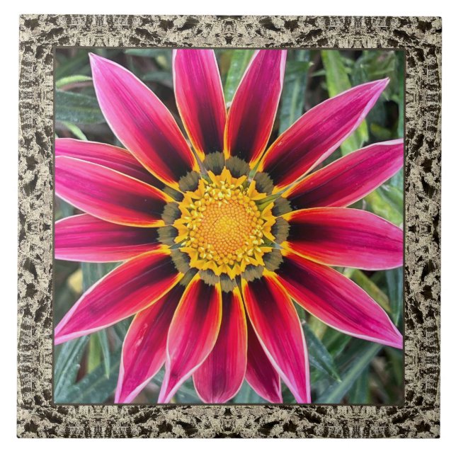 azulejo cerâmico de 6"x 6" com Magenta Gazania (Frente)