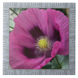 azulejo cerâmico de 6" x 6" com Magenta Poppy impr