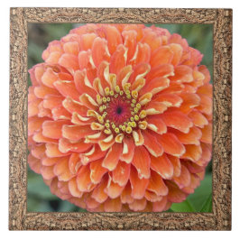 azulejo cerâmico de 6"x 6" com Zinnia laranja em g