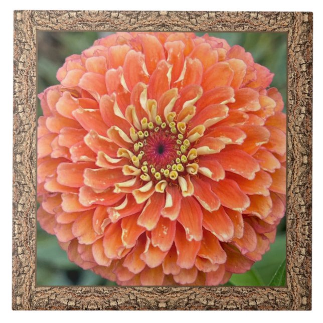 azulejo cerâmico de 6"x 6" com Zinnia laranja em g (Frente)