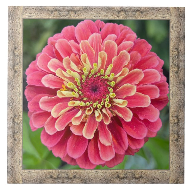azulejo cerâmico de 6" x 6" com Zinnia rosa impres (Frente)