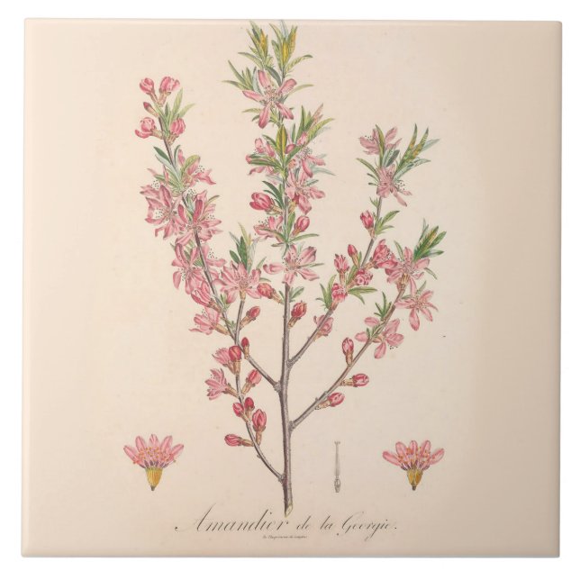 Azulejo cerâmico de amêndoa Decor de cozinha (Frente)