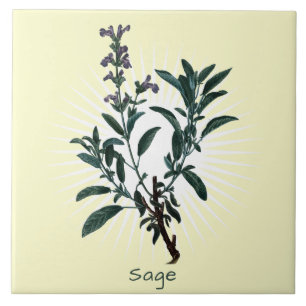 Azulejo cerâmico de Arte Botânica Vintage Sage Her