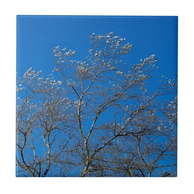Azulejo cerâmico de Árvore Poplar Branca (Frente)