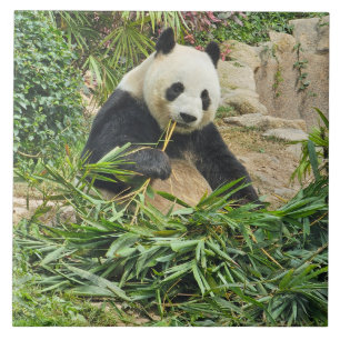 Azulejo cerâmico de bambu comendo pano