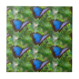 Azulejo cerâmico de borboleta azul