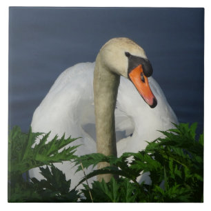 Azulejo Cerâmico de Cisne Bonito