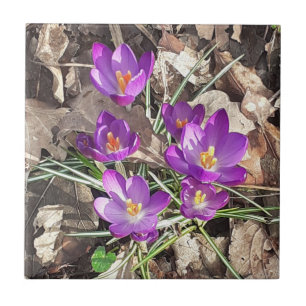 Azulejo cerâmico de Crocus