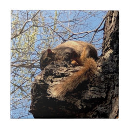 Azulejo cerâmico de esquilo
