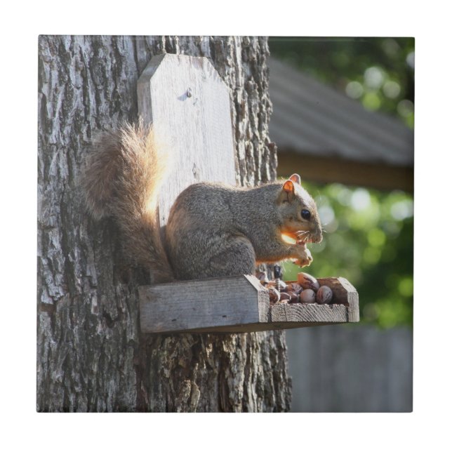 Azulejo cerâmico de esquilo (Frente)