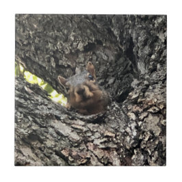 Azulejo cerâmico de esquilo