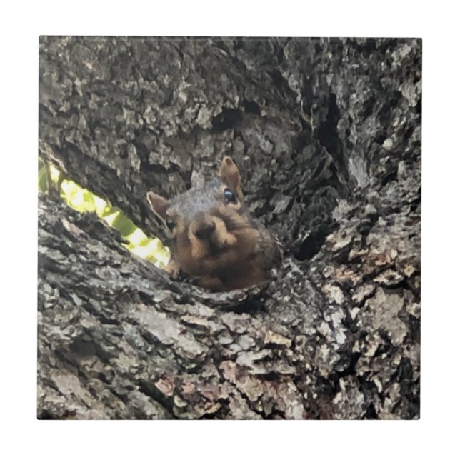 Azulejo cerâmico de esquilo (Frente)