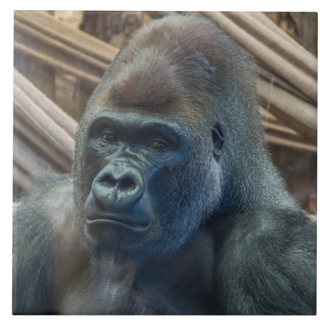 Azulejo cerâmico de gorila para grande vista (Frente)