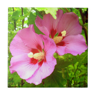 Azulejo cerâmico de Hibiscus rosa